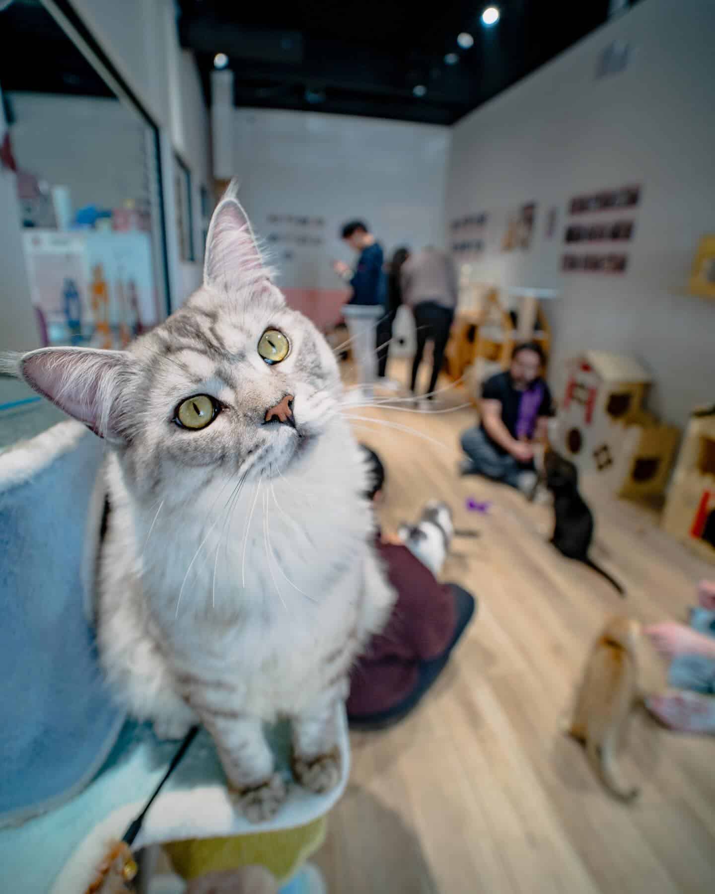 lazy cat cafe downtown toronto