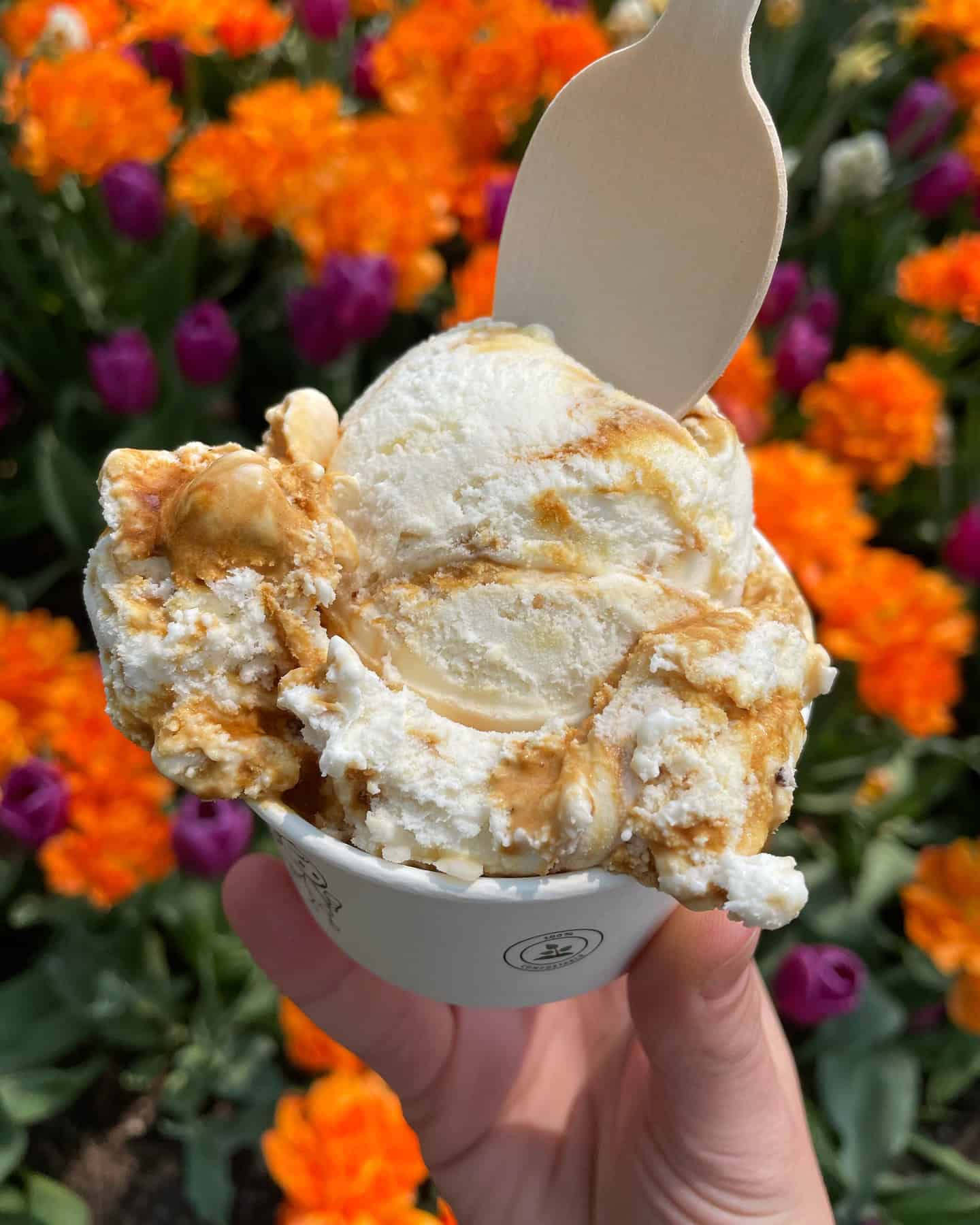 eds real scoop toronto