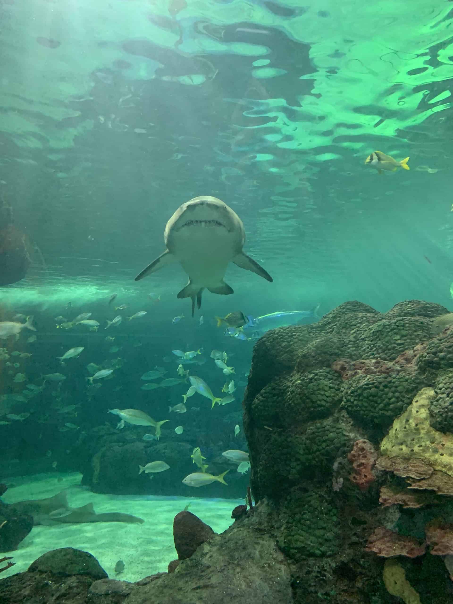 new dragon exhibit ripley's aquarium toronto