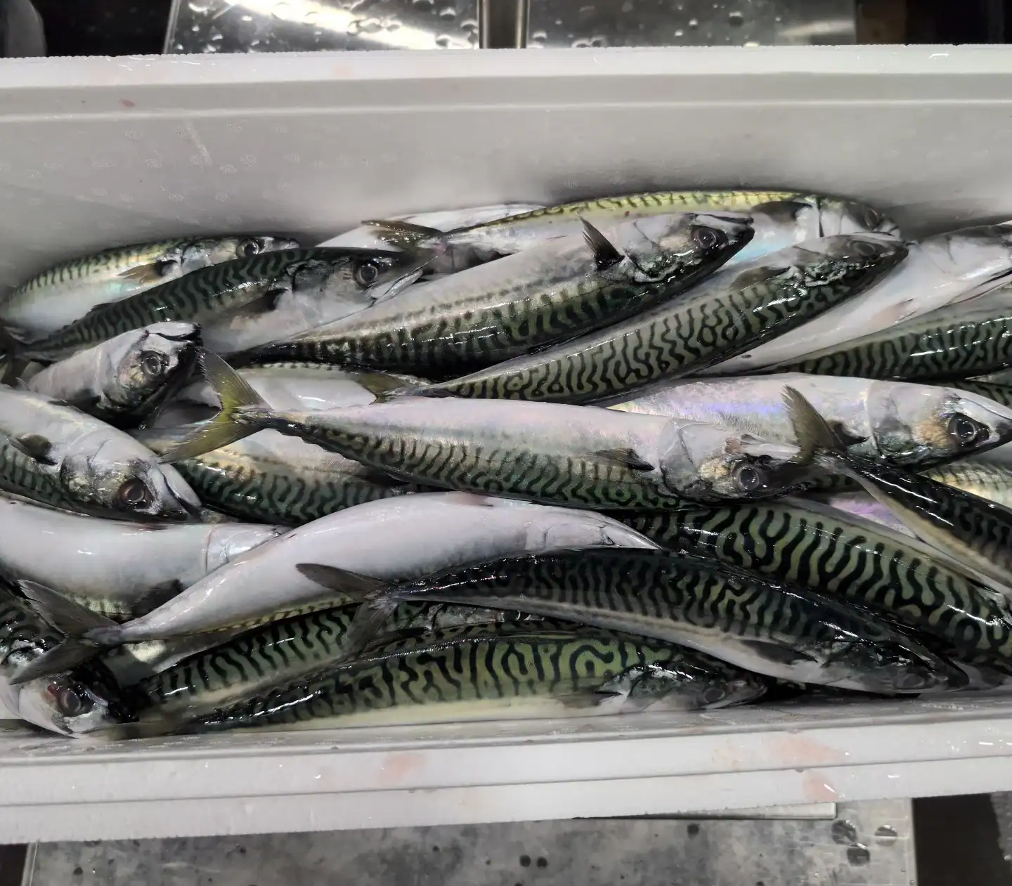 newport fish importers toronto