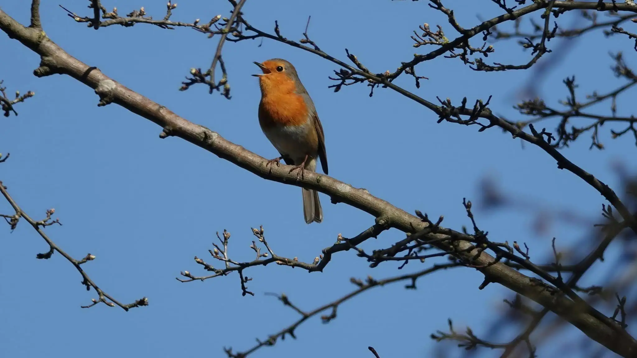 spring weather toronto march