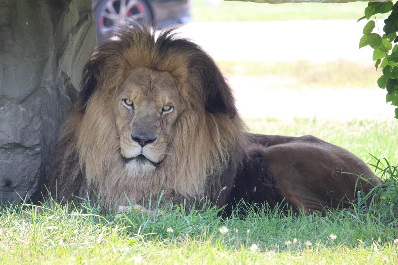 One of Canada’s longest-standing attractions, African Lion Safari, is open for the 2026 season