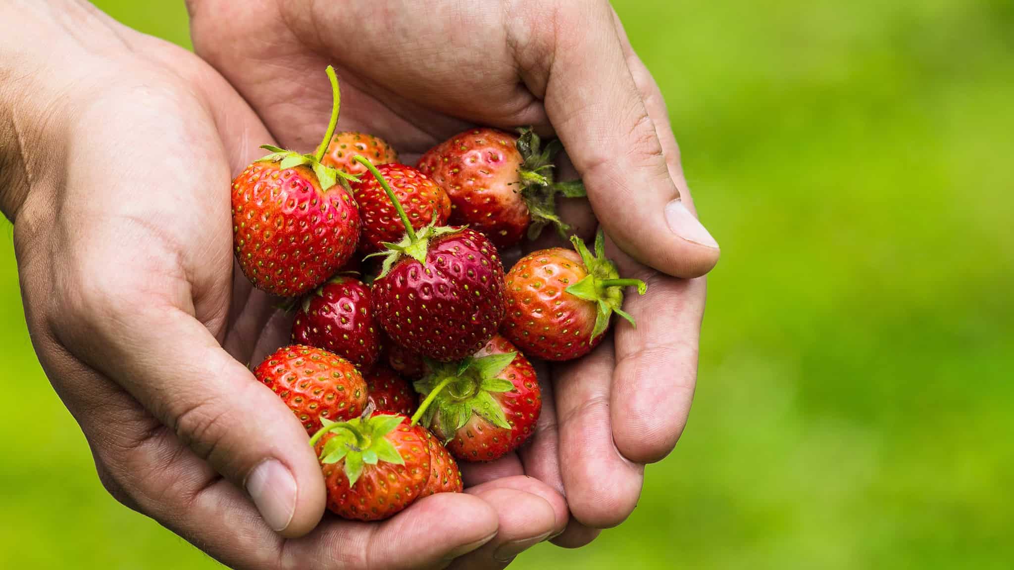 strawberry picking near toronto